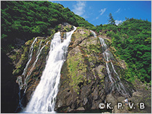 屋久島　大川の滝の写真