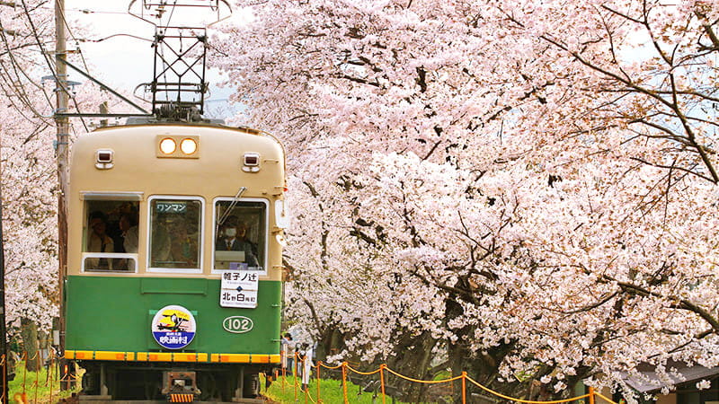 全国の桜 お花見観光名所選 国内旅行特集 トラベルコ