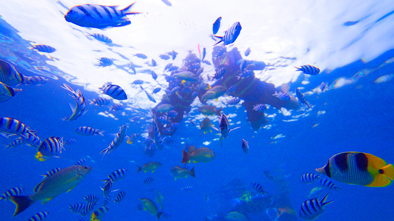 シュノーケリング