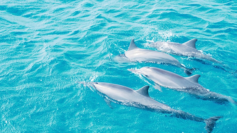 イルカウォッチング