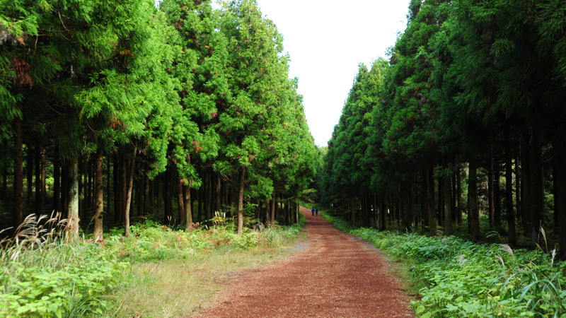 気軽に森林浴が楽しめるサリョニの森
