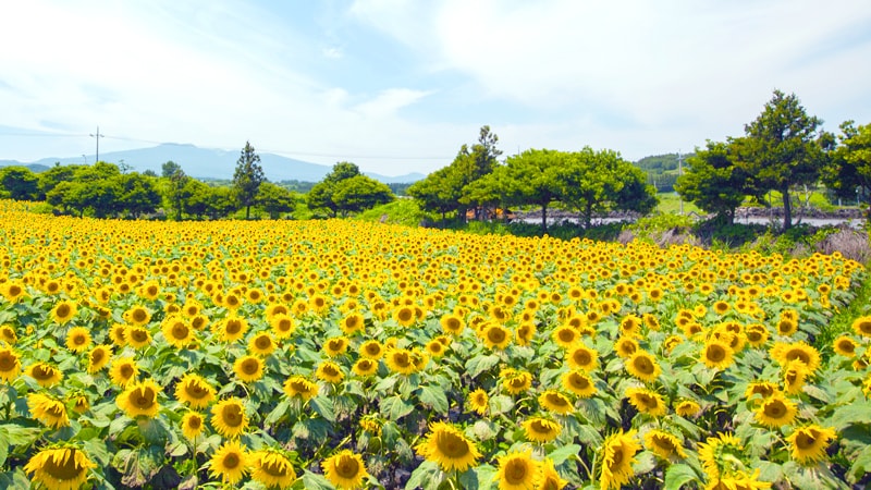 済州最大規模のひまわり畑