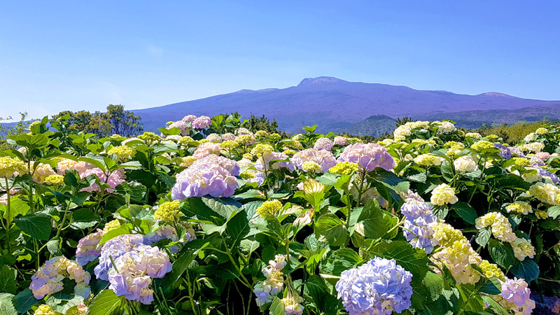 色とりどりに咲くアジサイ
