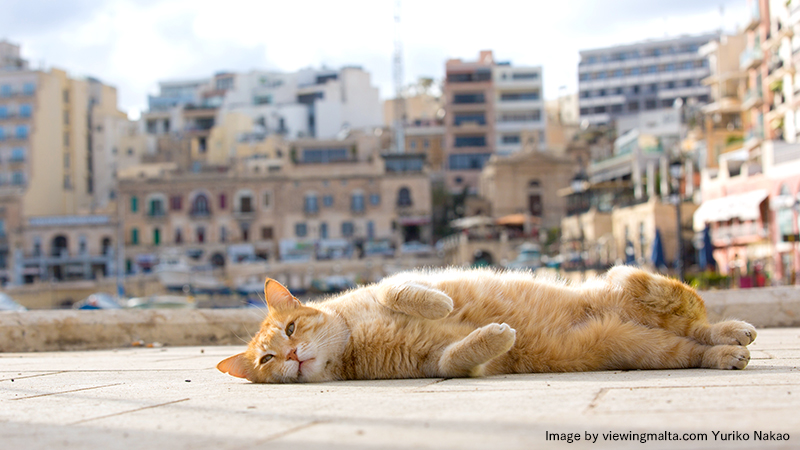 マルタの猫はどこでもの～んびりしています。