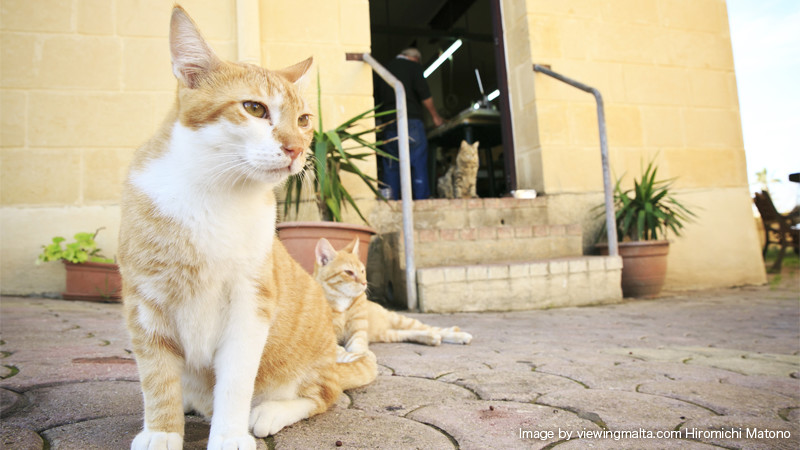 小さな路地に入ると、マルタの猫たちに出会える可能性大です。