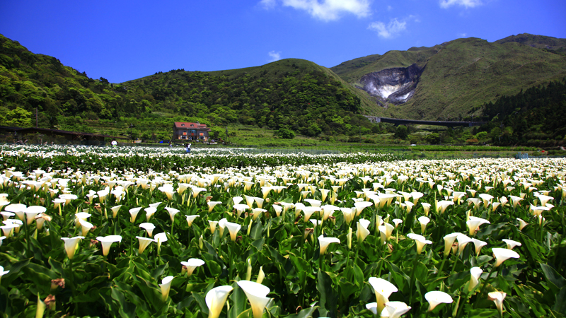陽明山竹子湖カラー花まつり
